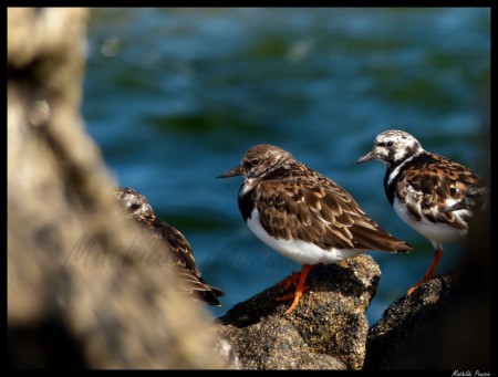 Tournepierre à collier